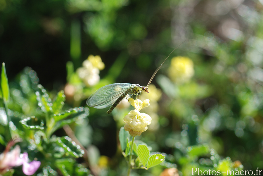 Chrysoperla carnea